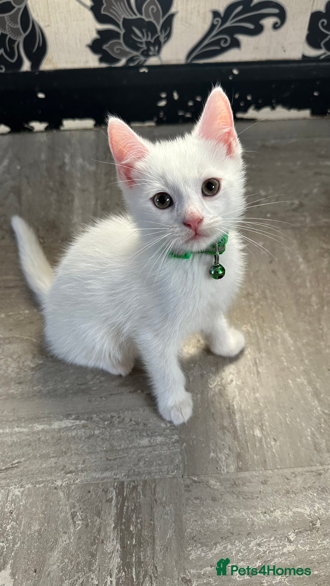 Mixed Breed cats for sale: White Gray and Ragdoll Kittens - Image 23