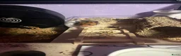 Hamster rodents for sale: Hamster for rehoming  - Advert 5