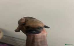Mixed Breed dogs for sale: French bulldog mix - Image 15