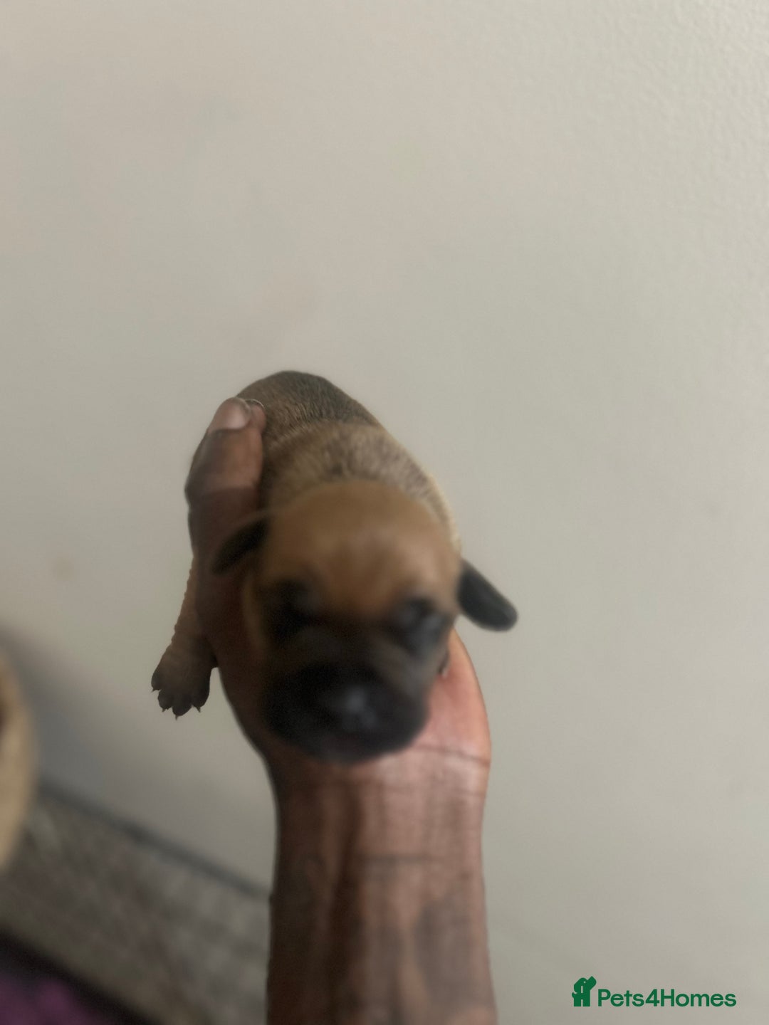 Mixed Breed dogs for sale: French bulldog mix - Image 15
