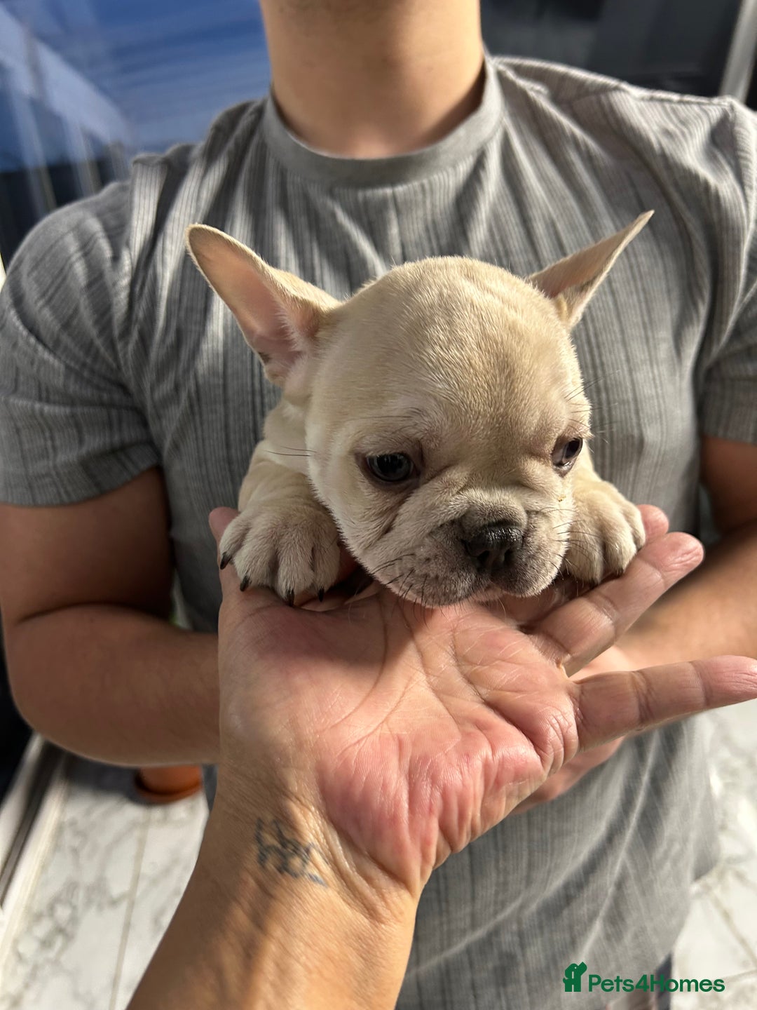 French Bulldog dogs for sale: 3 Extremely beautiful French bull terriers kc reg  - Advert 7