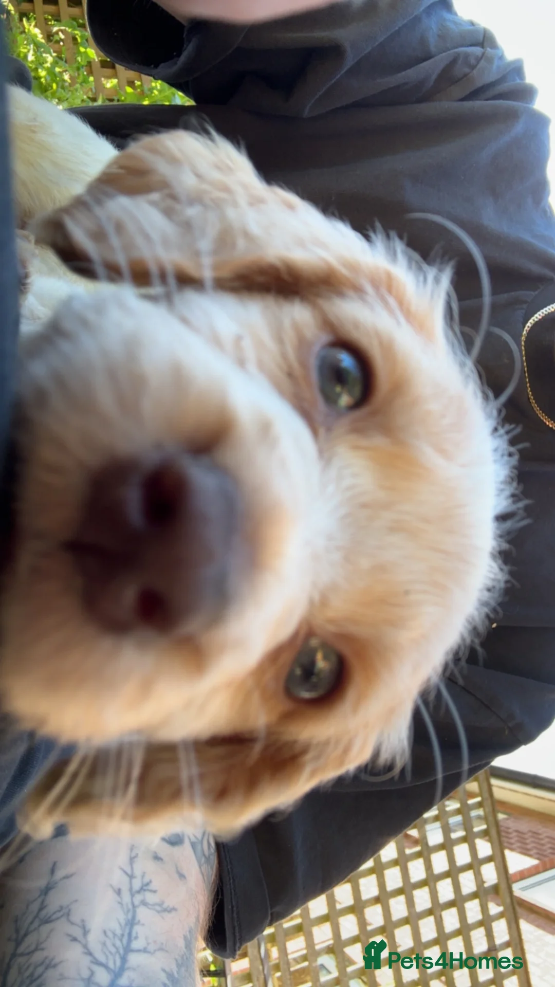 Cocker Spaniel dogs for sale: Working Cocker Spaniel Puppy - Advert 2