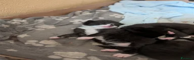 Mixed Breed Kitten 1