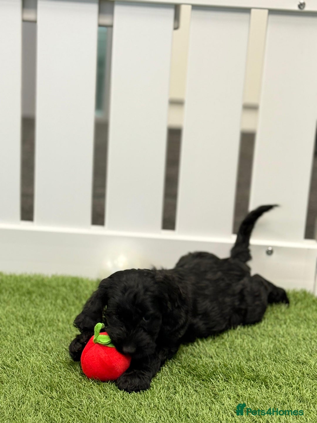 Cockapoo dogs for sale: Beautiful cockapoo puppies  - Image 7