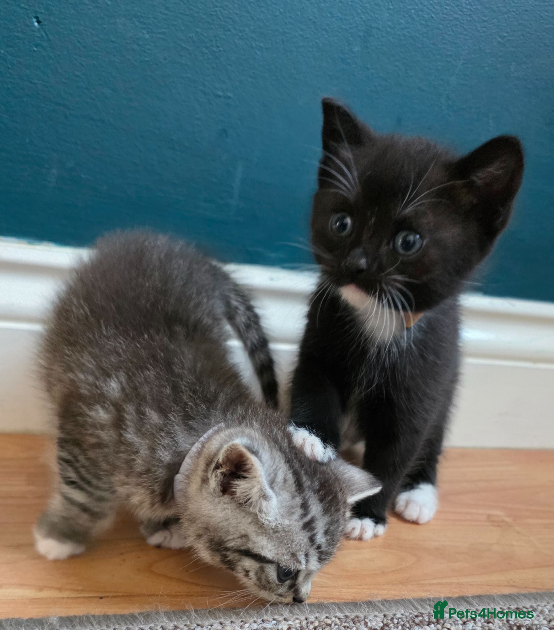 British Shorthair cats Beautiful British Shorthair Cross kittens  - Advert 15