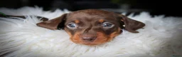 Miniature Dachshund dogs for sale: Outstanding Miniature Dachshund Pups - Advert 9