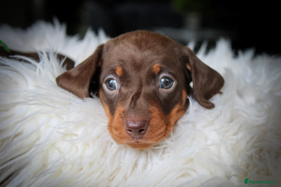 Miniature Dachshund dogs for sale: Outstanding Miniature Dachshund Pups - Advert 9