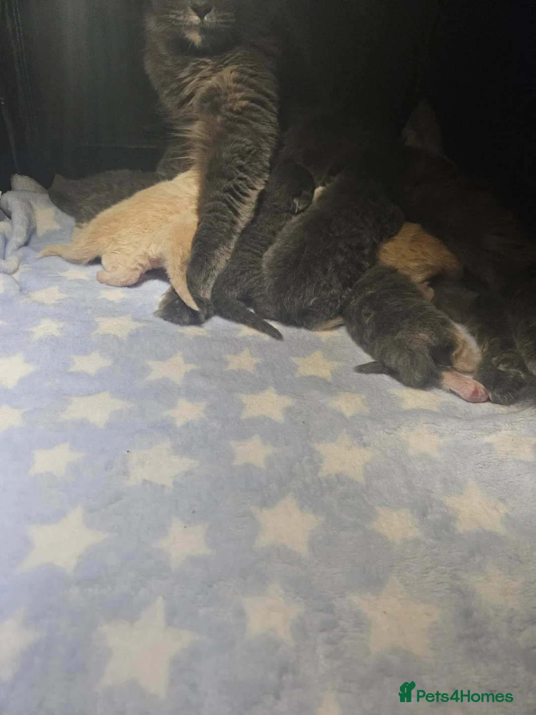 Ragdoll cats for sale: Mixed BSH and Ragdoll fluffy kittens  - Advert 2