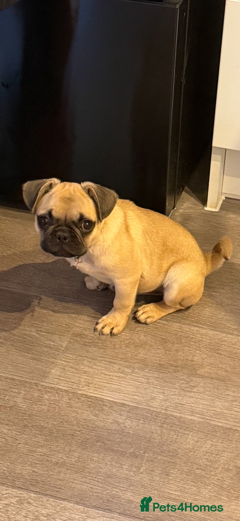 Pug dogs Nelly the pug - Advert 1