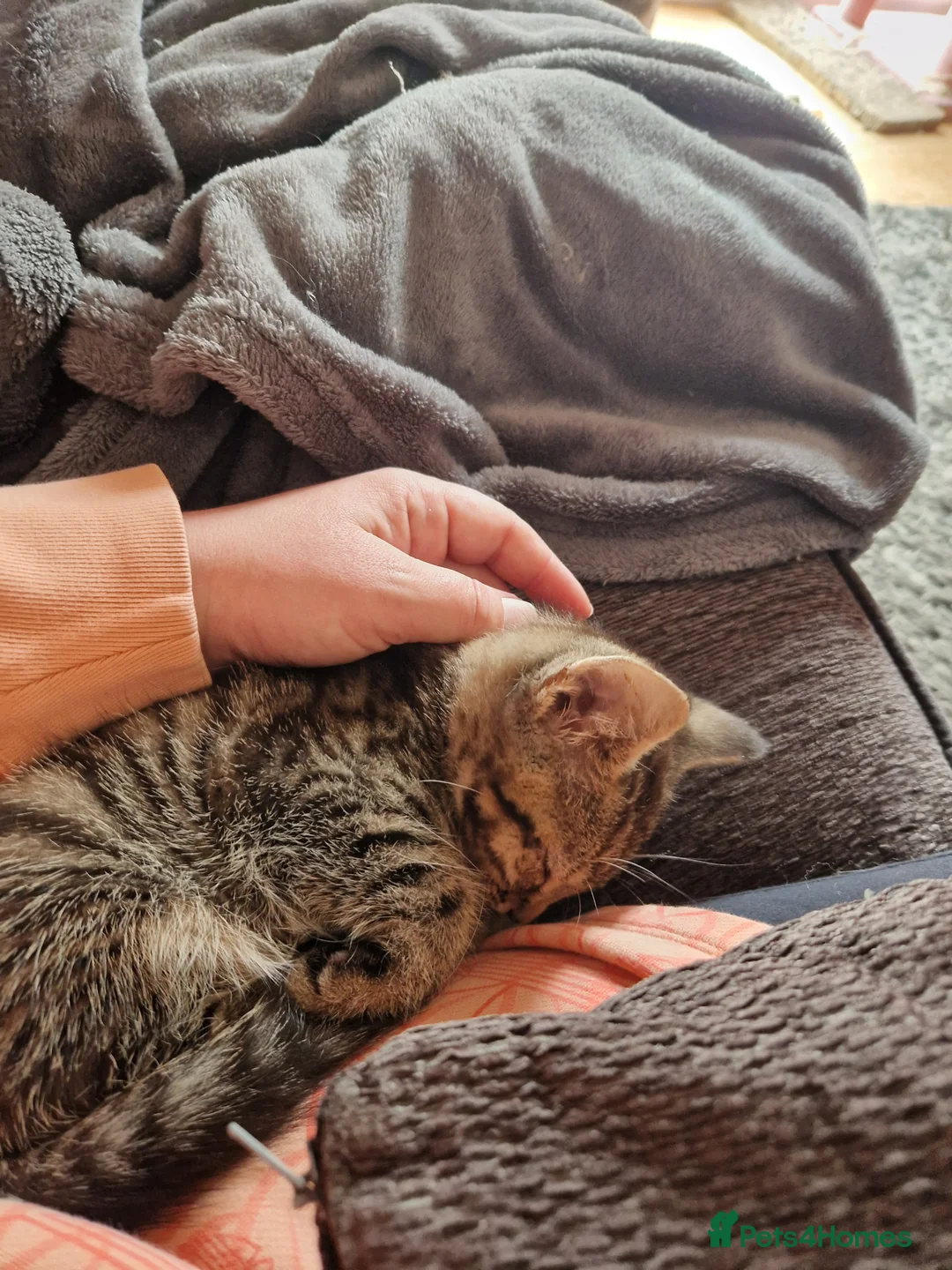 Mixed Breed cats for sale: Tabby Male- PLEASE READ DESCRIPTION  - Advert 2