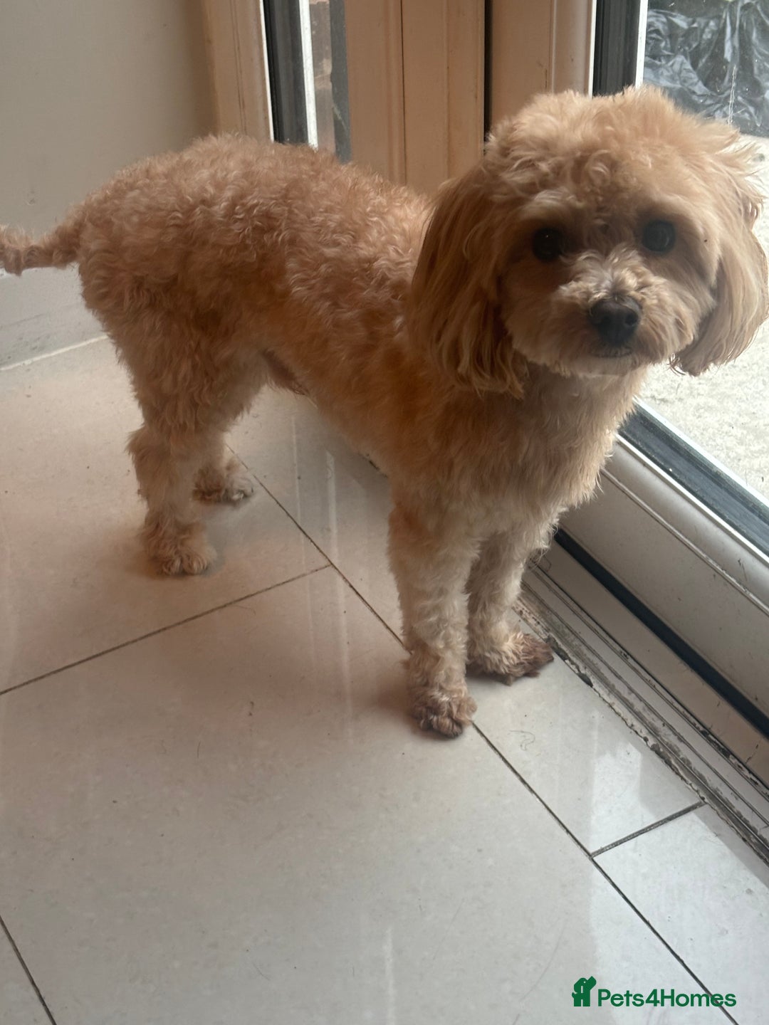 Maltipoo dogs for stud: Teddy - Stud in Bury - Advert 4