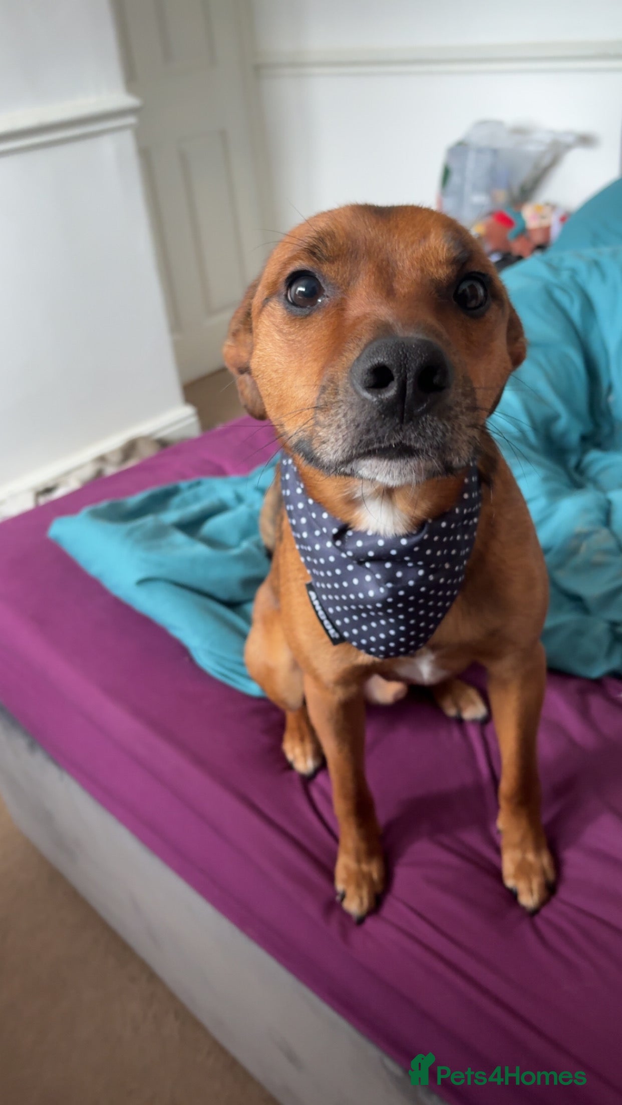 Mixed Breed dogs Collie Cross Border Terrier  - Advert 4