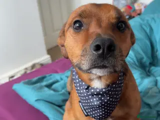 Mixed Breed dogs Collie Cross Border Terrier - Advert 4