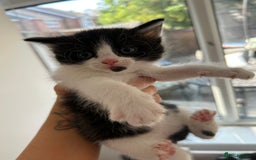 Mixed Breed cats for sale: Pretty fluffy little kittens  - Image 5