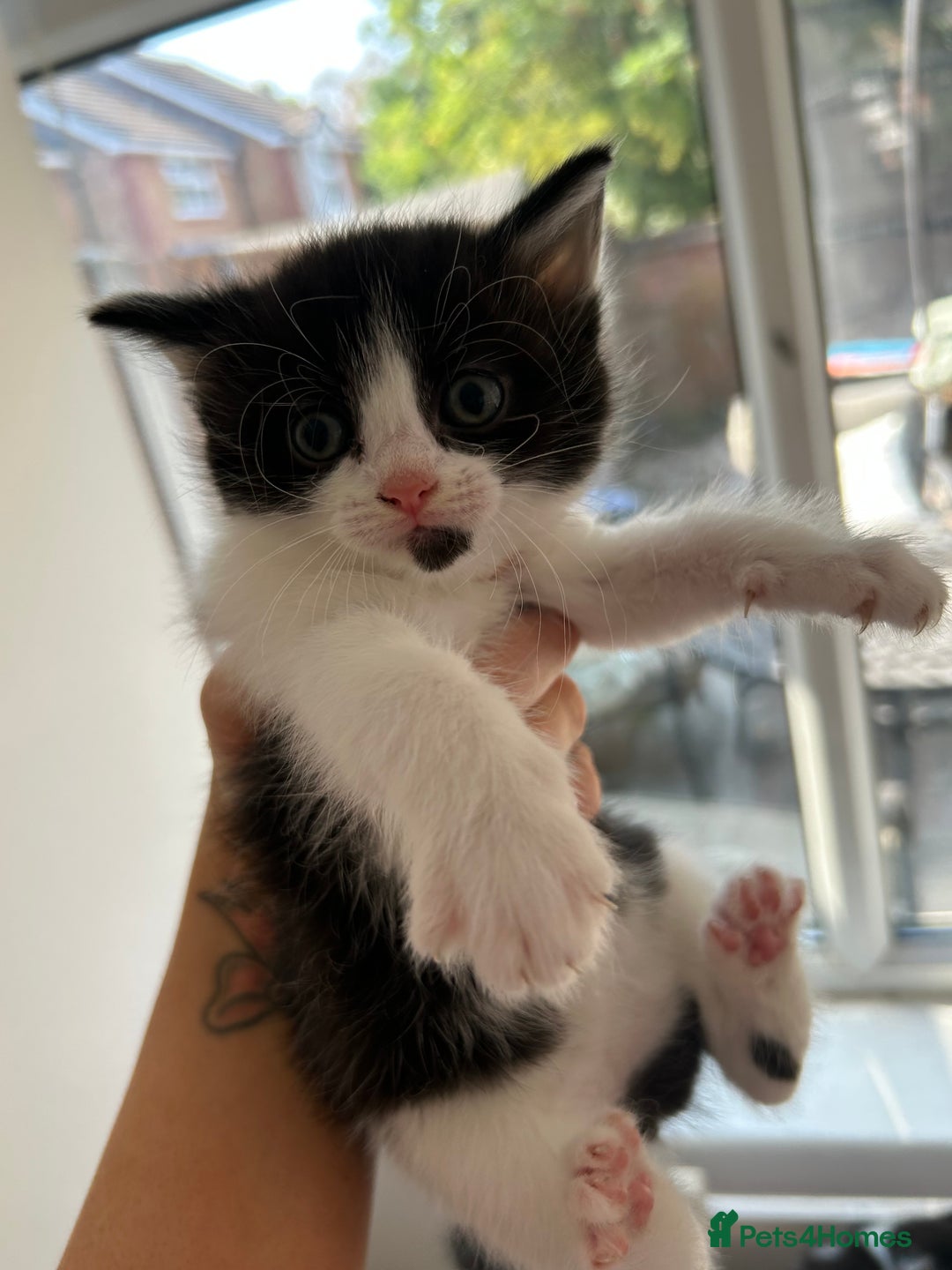 Mixed Breed cats for sale: Pretty fluffy little kittens  - Image 5