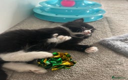 Mixed Breed cats for sale: Mixed breed kittens - Image 11