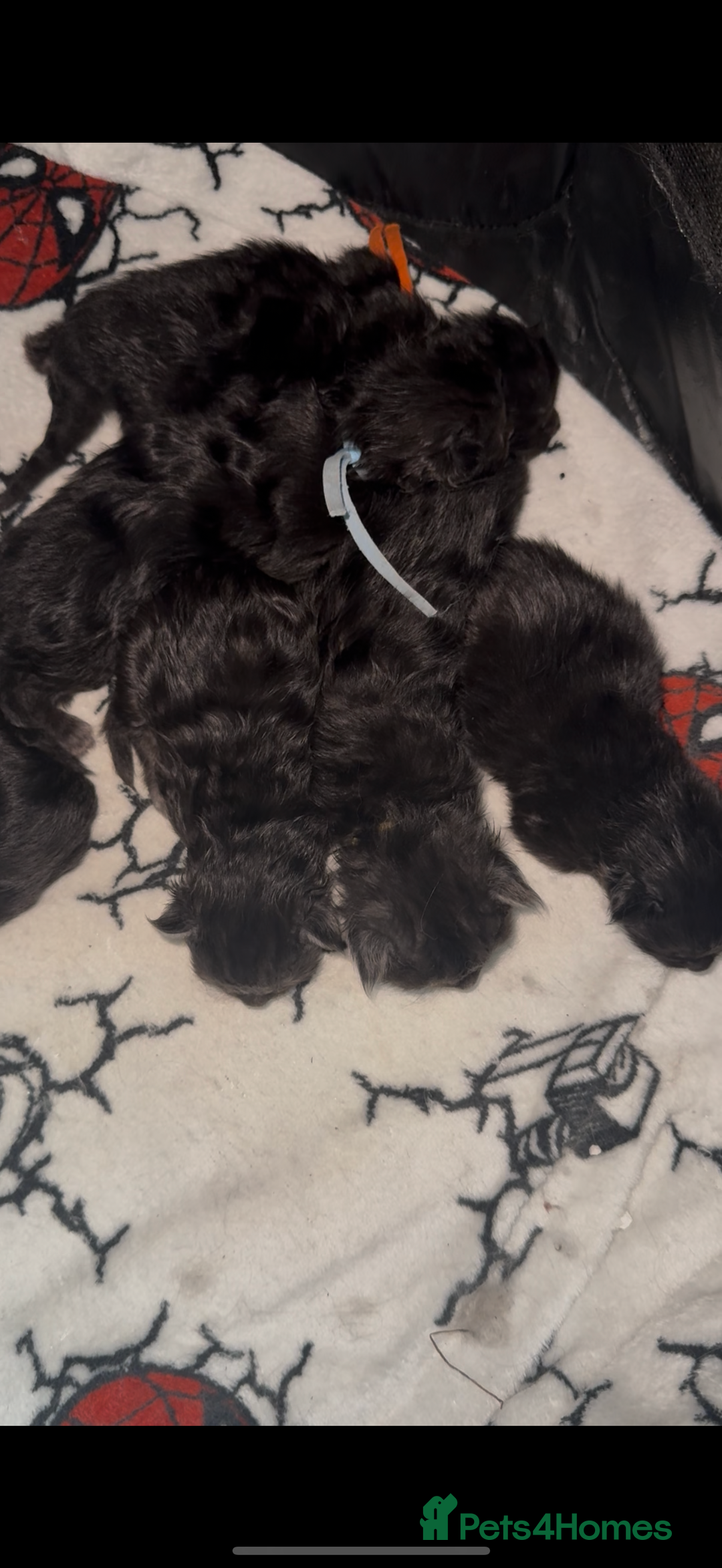 Maine Coon cats for sale: BLACK SMOKE 5 GENERATION PEDIGREE MAINE COONS - Image 9