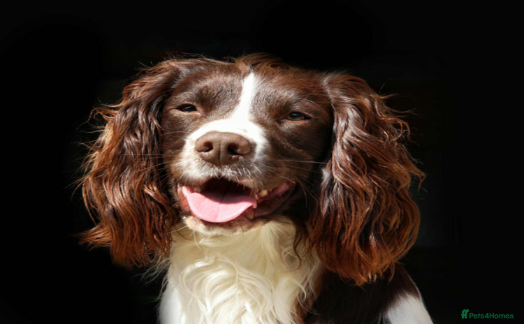 English Springer Spaniel dogs - Advert 3