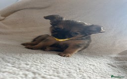 Pomchi dogs for sale: Beautiful fluffy pomchi puppies  - Image 11