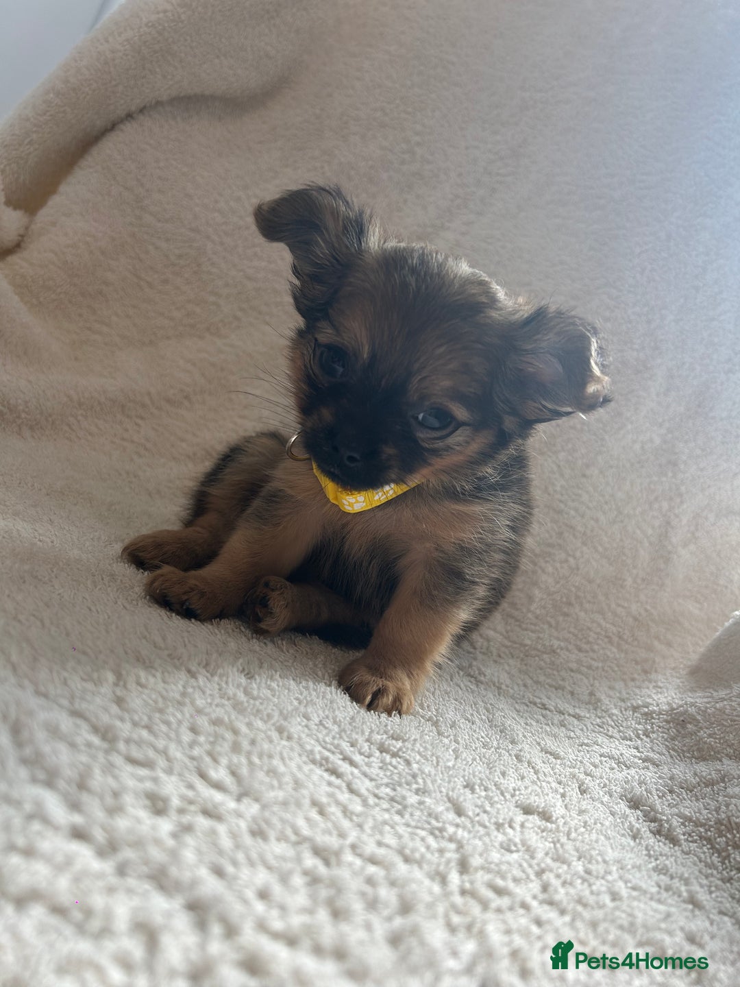 Pomchi dogs for sale: Beautiful fluffy pomchi puppies  - Image 11