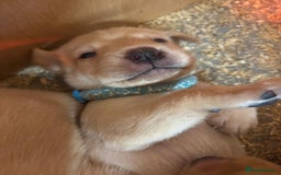 Labrador Retriever dogs for sale: Stunning lab litter  - Image 3