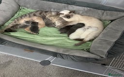 Ragdoll cats for sale: Ragdoll x main coon x British shorthair mix  - Image 38