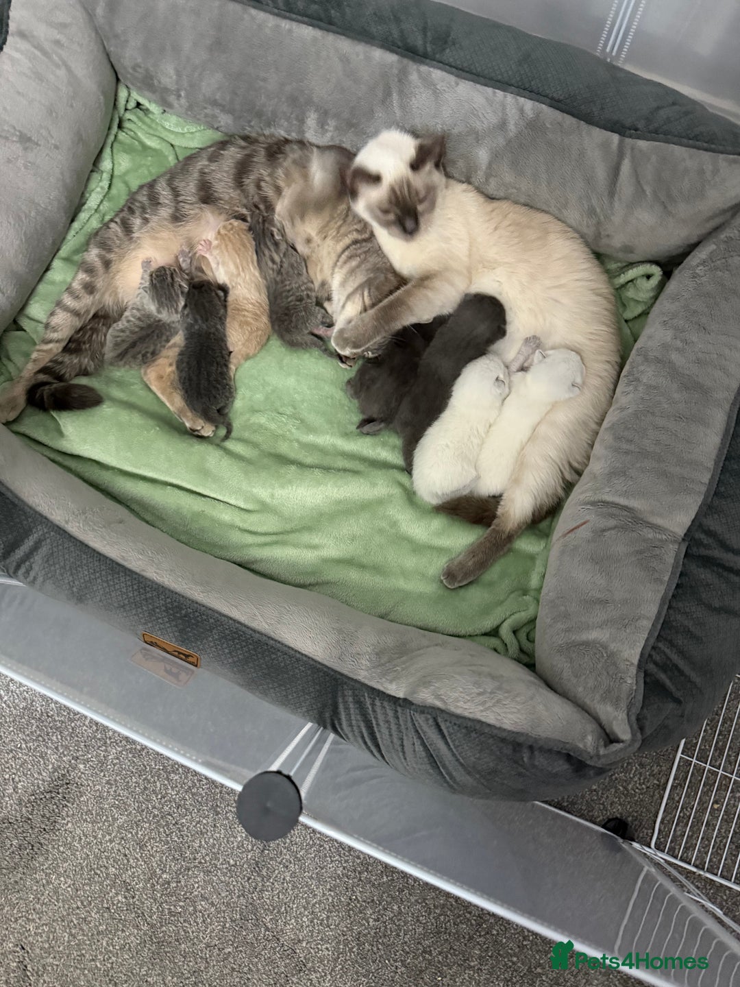 Ragdoll cats for sale: Ragdoll x main coon x British shorthair mix  - Image 38