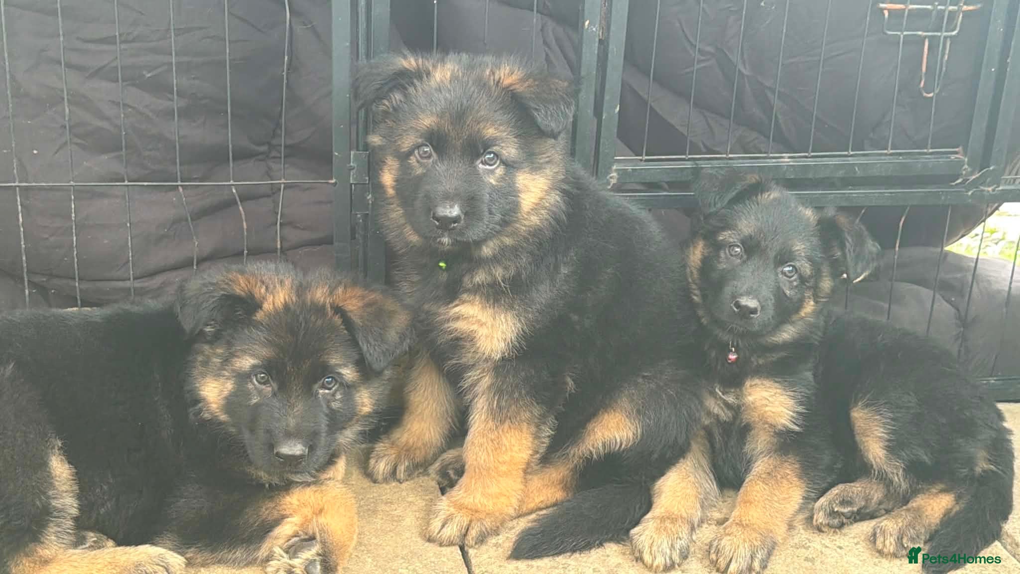 German Shepherd dogs German shepherd puppies - Advert 1