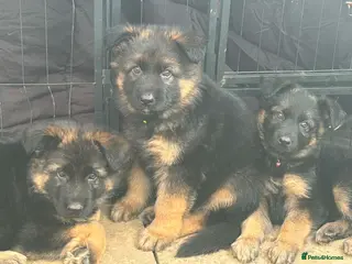 German Shepherd dogs German shepherd puppies - Advert 1
