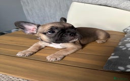 French Bulldog dogs for sale: Amazing french bulldog  - Image 11
