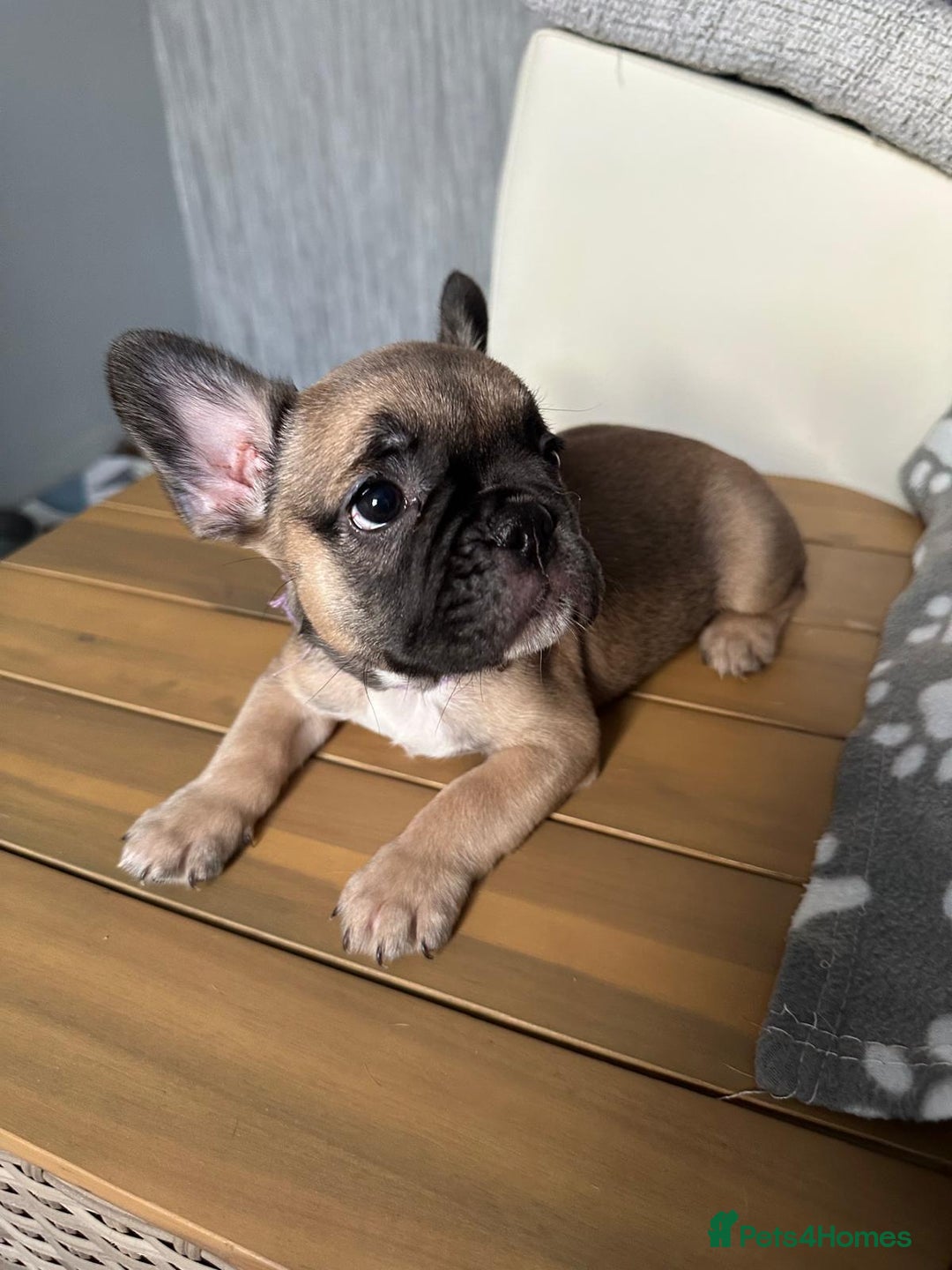 French Bulldog dogs for sale: Amazing french bulldog  - Image 11