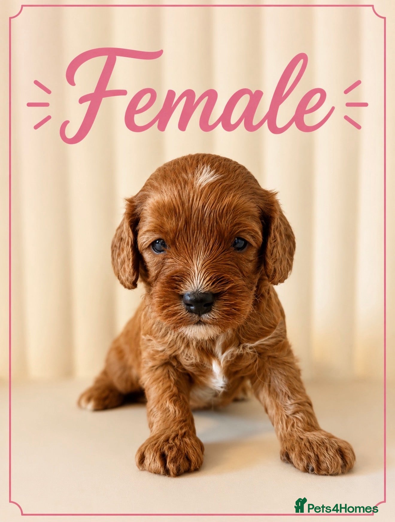 Cavapoo dogs Beautiful F1b Cavapoo’s 🧬 Health Tested Parents - Advert 1