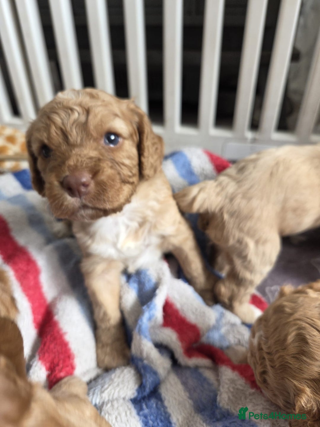Cockapoo dogs for sale: Beautiful cockapoo puppies  - Image 4