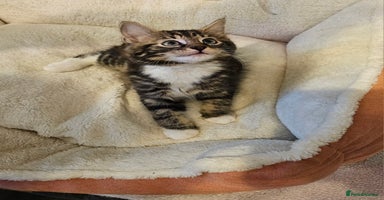 Maine Coon cats - Advert 11