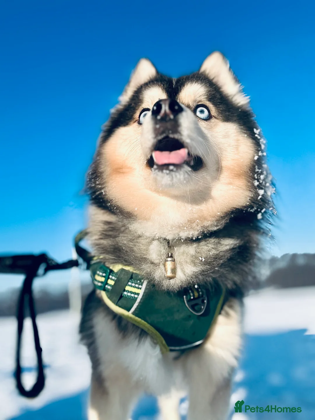 Pomsky dogs for sale: Skye and Sahara  - Advert 7