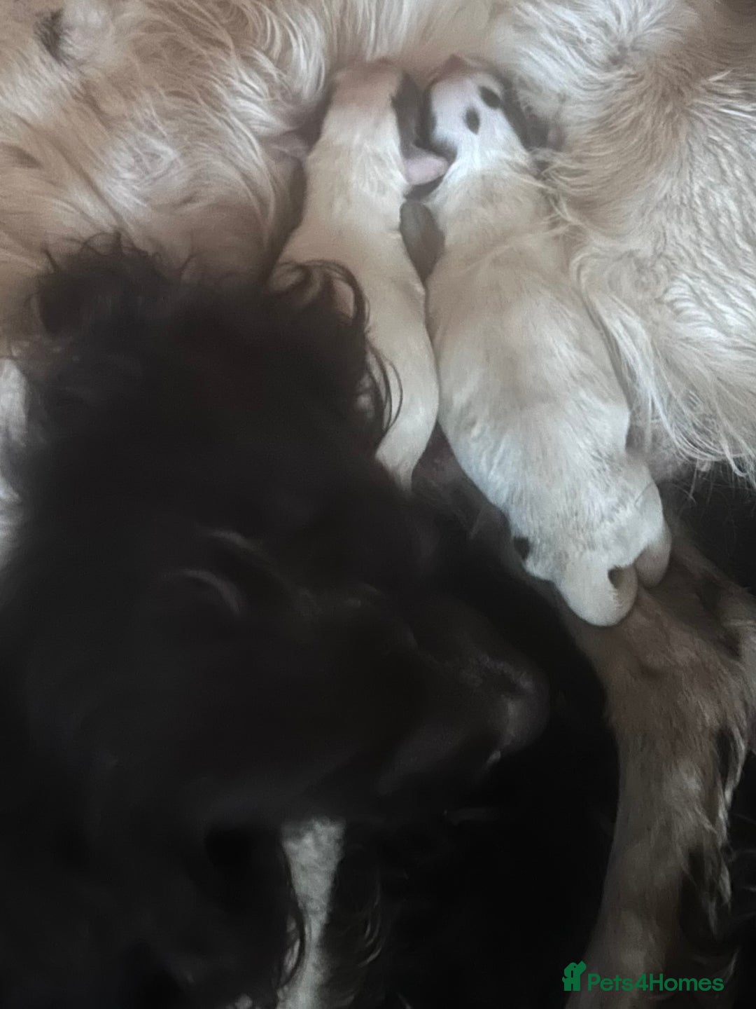 English Springer Spaniel dogs for sale: Beautiful Springer Spaniel Male  - Advert 5