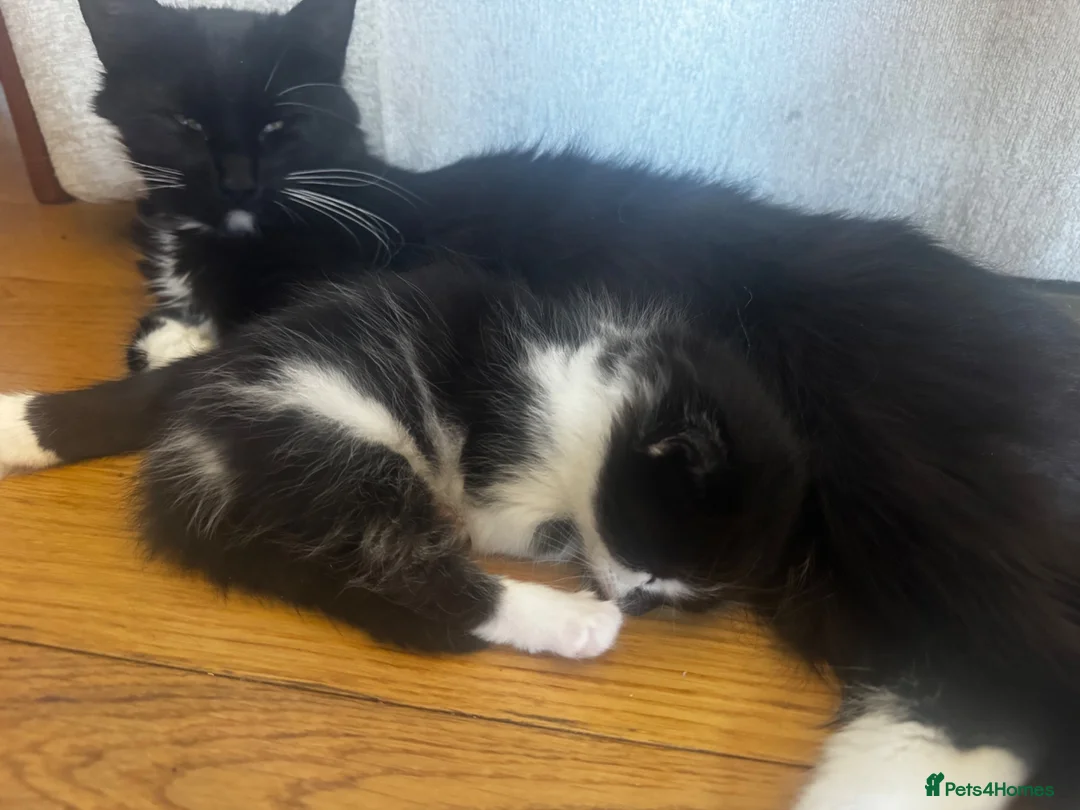 Mixed Breed cats for sale: Beautiful Baby Kittens  - Advert 12