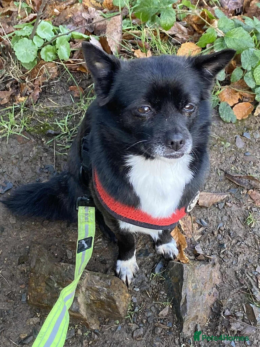 Mixed Breed dogs for adoption: Adorable Trixie is ready for her forever home - Advert 1