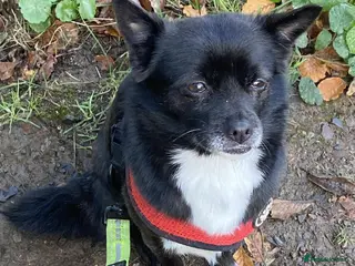 Mixed Breed dogs Adorable Trixie is ready for her forever home - Advert 1