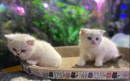 Scottish Fold cats for sale: TICA Full Pedigree kitten available  - Image 33