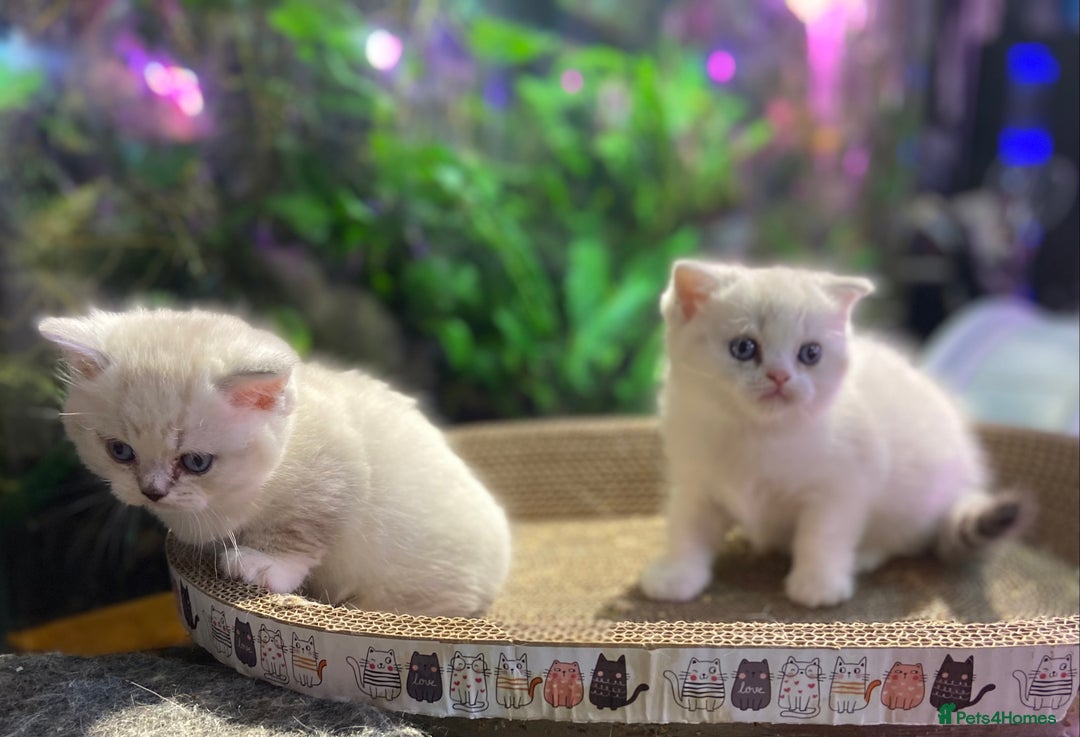 Scottish Fold cats for sale: TICA Full Pedigree kitten available  - Image 33