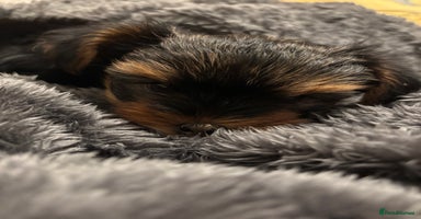 Yorkshire Terrier dogs - Advert 8