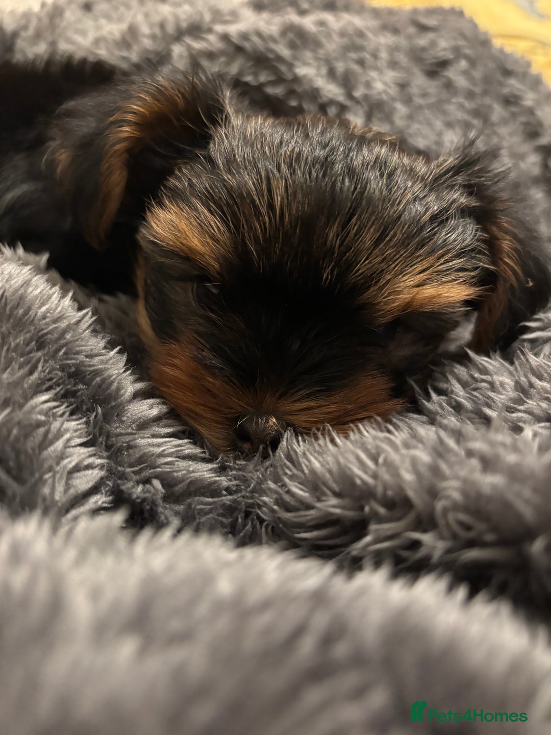 Yorkshire Terrier dogs for sale: Adorable Mini Yorkshire Terrier Puppy 🐾 - Image 2