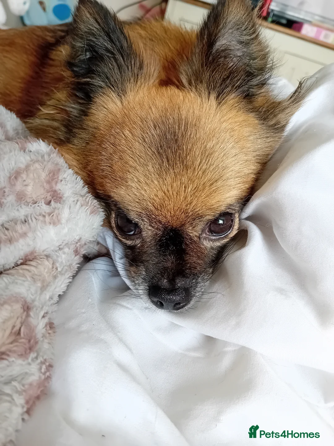 Pomeranian dogs for sale: 7 year female pomeranian  - Advert 5