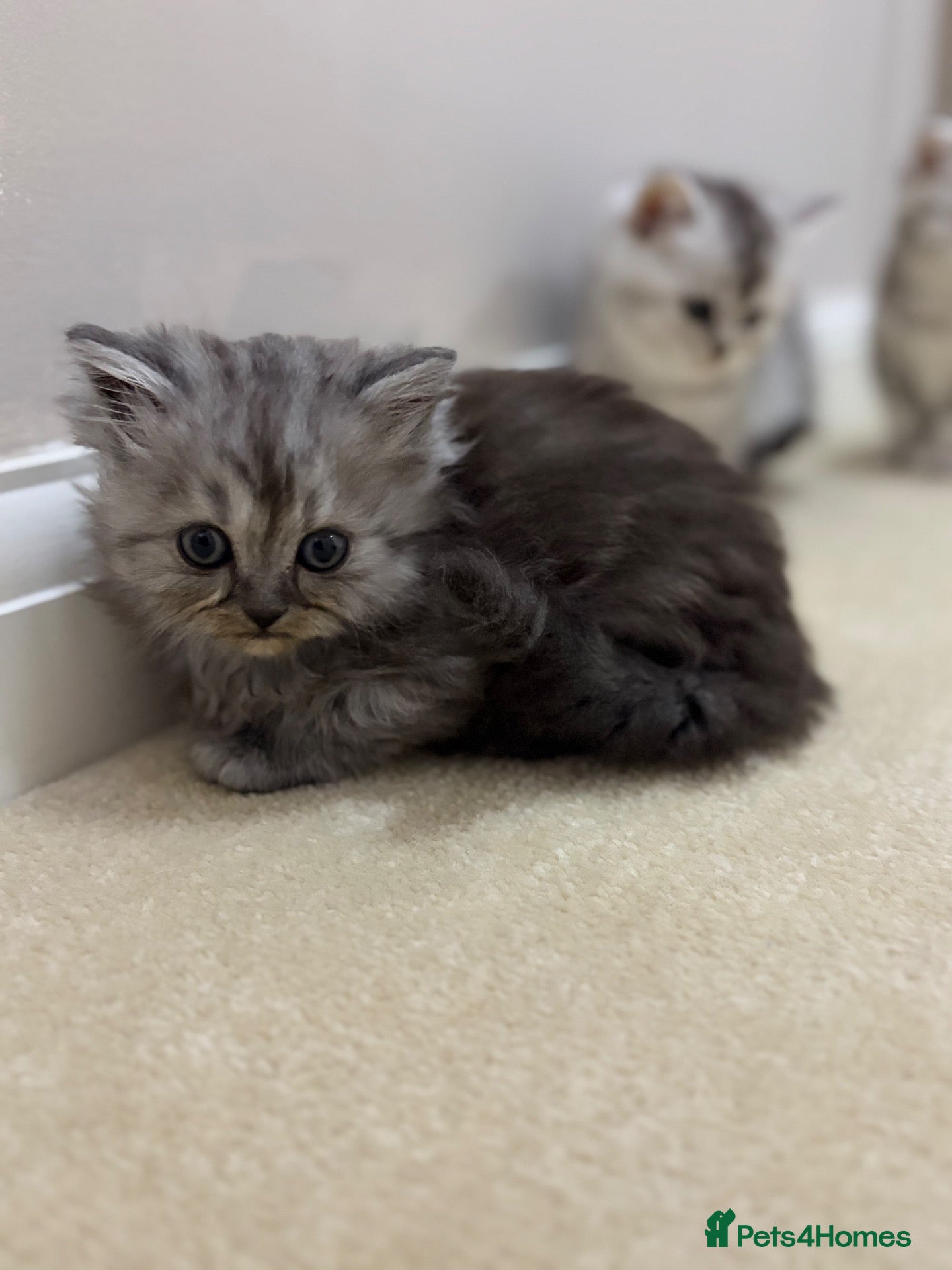 Persian cats British Persians  - Advert 8