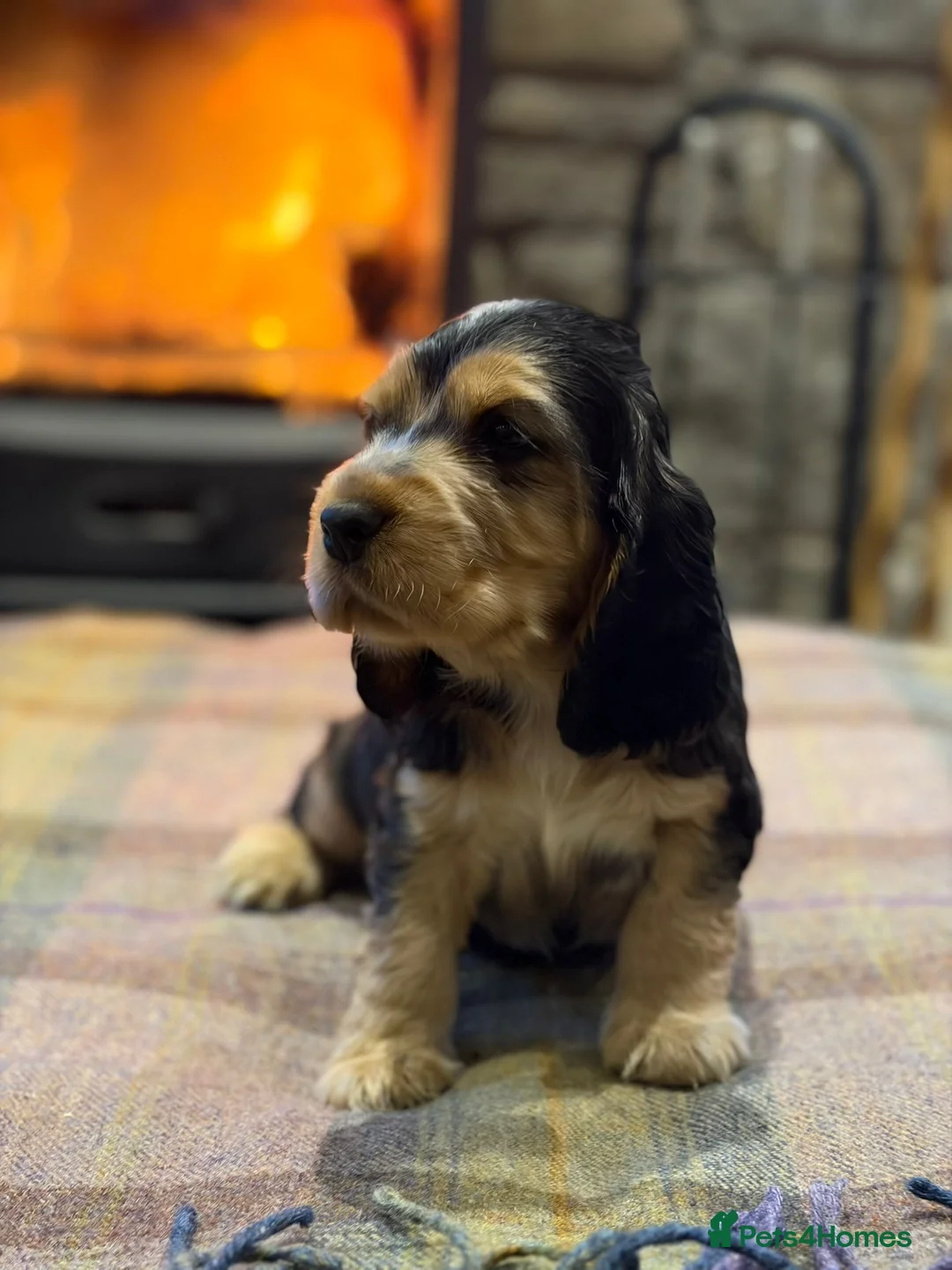 Cocker Spaniel dogs for sale: Stunning sable show cocker puppies in Kendal - Advert 7