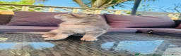 Scottish Fold cats for sale: ✨Kittens looking for forever home ✨ - Advert 15