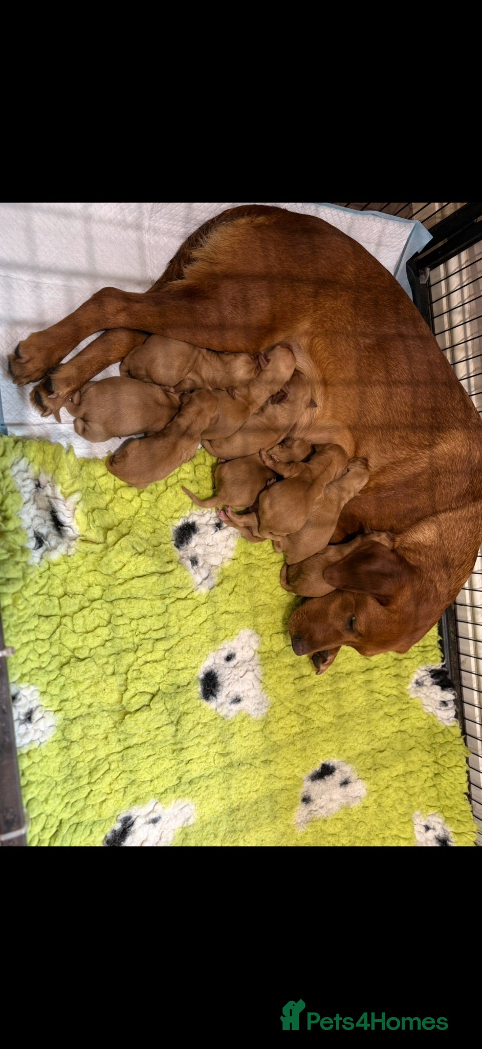 Labrador Retriever dogs Labrador Puppies - Advert 1
