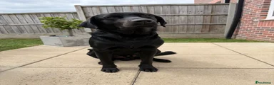 Labrador Retriever 