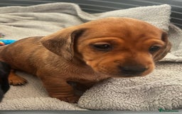 Miniature Dachshund dogs for sale: kc reg miniature smooth Dachshund 1 girl 1 boy - Image 9